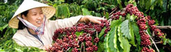 Agriculture